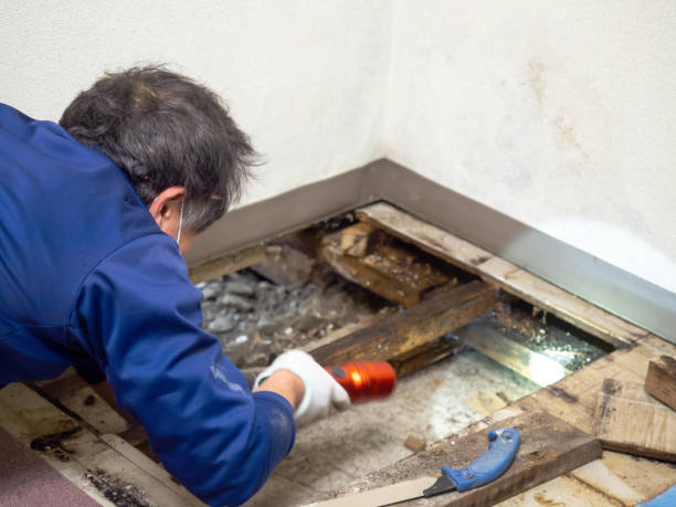 Best Toxic Mold Removal  in Meron Park, CA