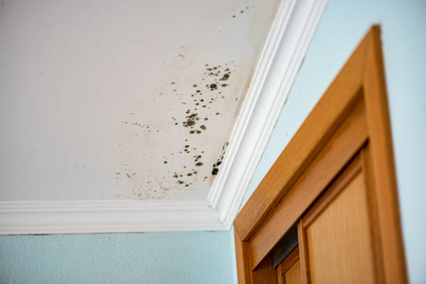 Best Fast Mold Removal  in Meron Park, CA