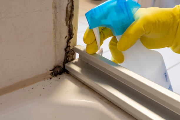 Best Attic Mold Removal  in Meron Park, CA