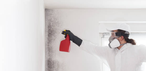 Best Attic Mold Removal  in Meron Park, CA