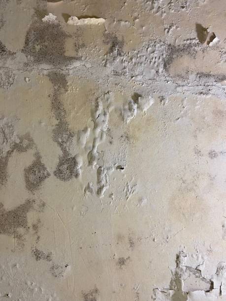 Best Certified Mold Removal  in Meron Park, CA
