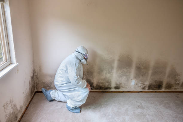 Best Home Mold Removal  in Meron Park, CA
