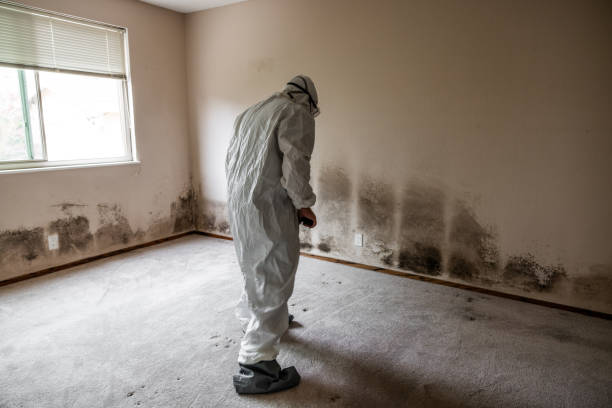 Best Professional Mold Removal  in Meron Park, CA